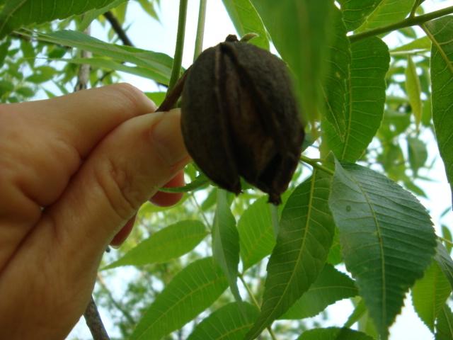 Northern Pecan Elliott