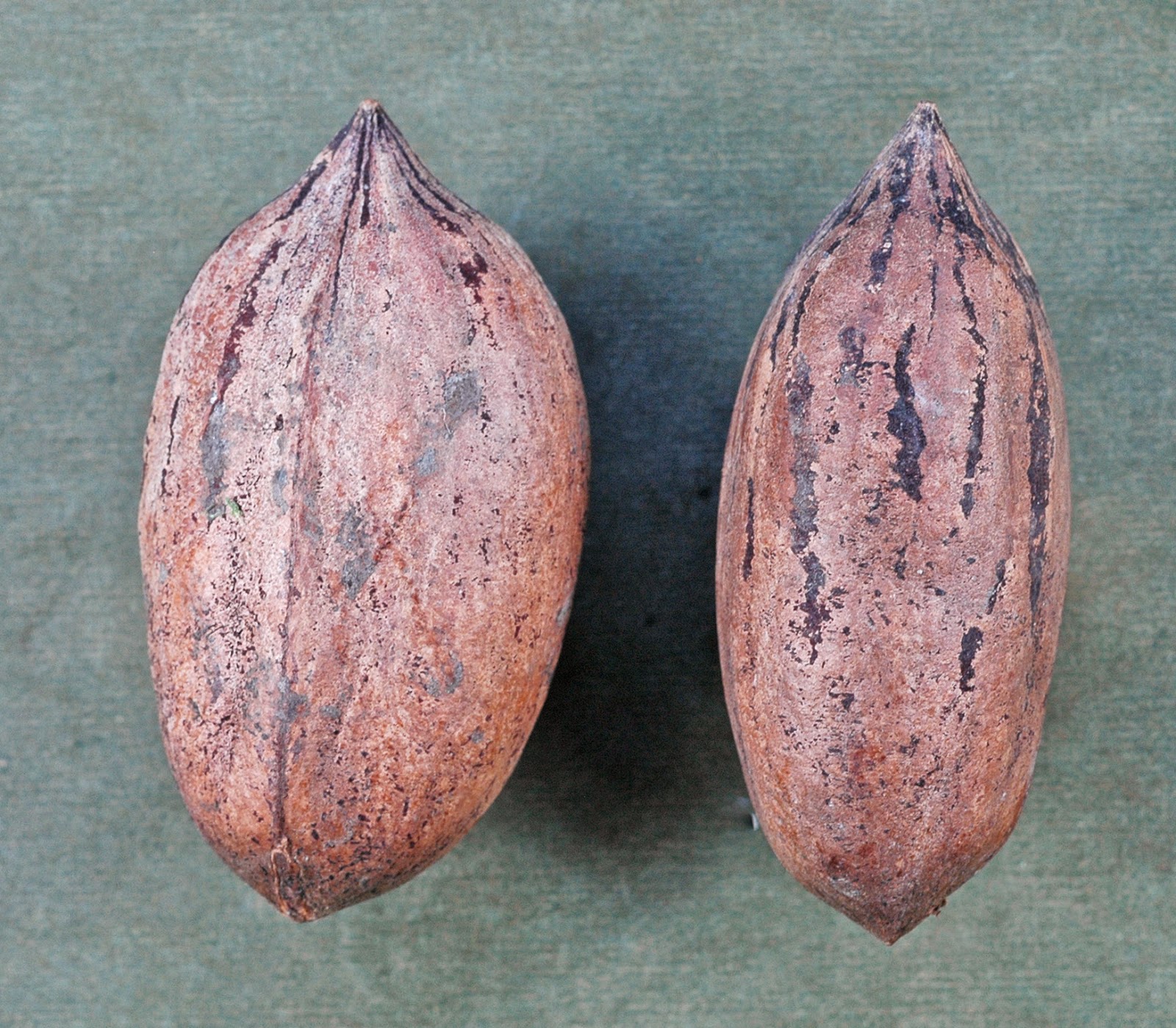 Northern Pecan Posey