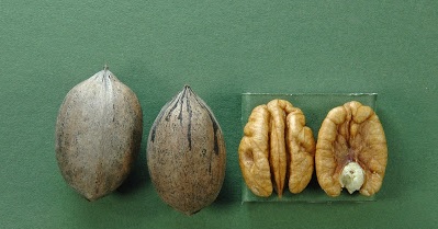 Northern Pecan Yates 68