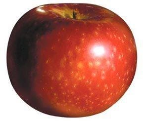 Apple Paula Red