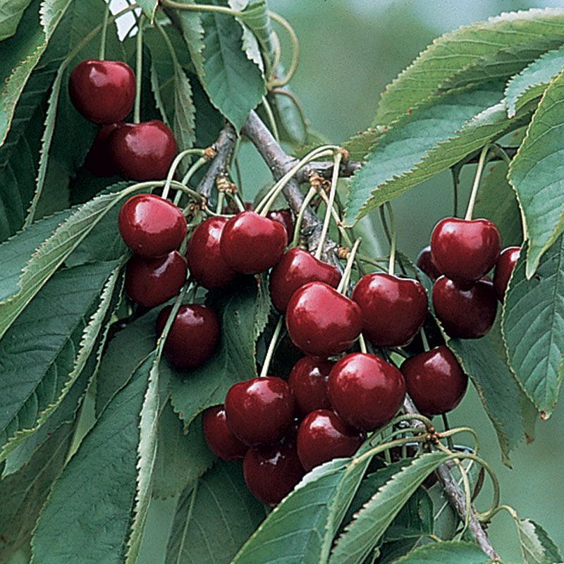 Sweet Cherry Blackgold