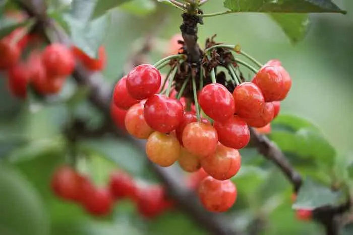 Sour Cherry, Pie Cherry Early Richmond