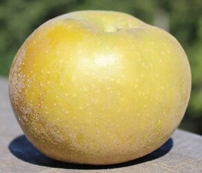 Apple Brownlees Russet
