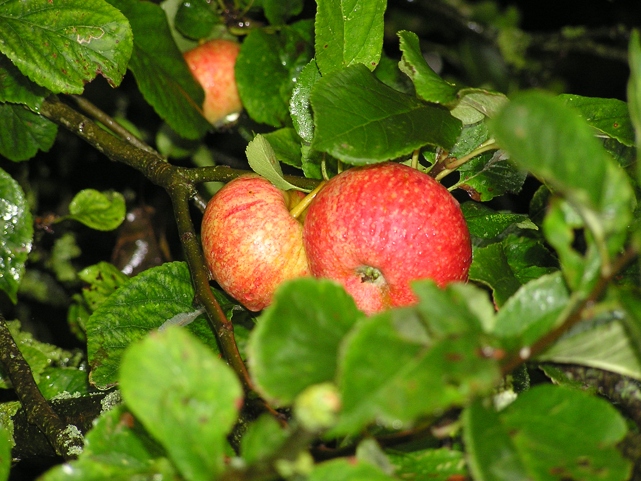 Apple Beauty of Bath