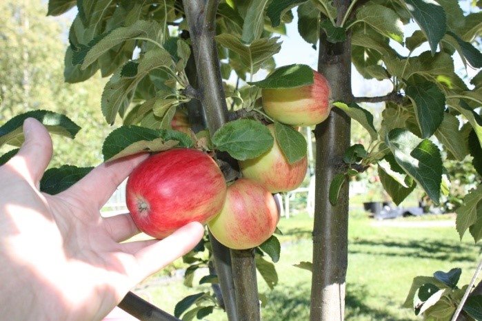 Apple Breakey