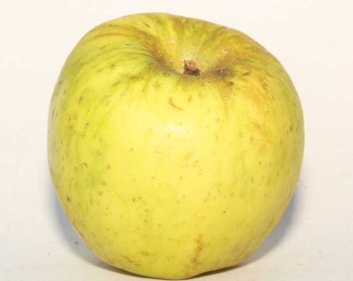 Apple Chehalis