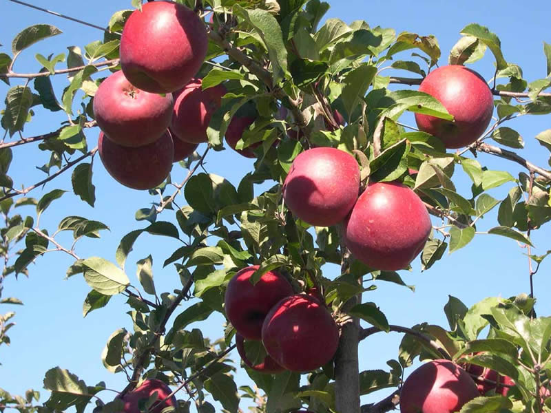 Apple Coe Fuji
