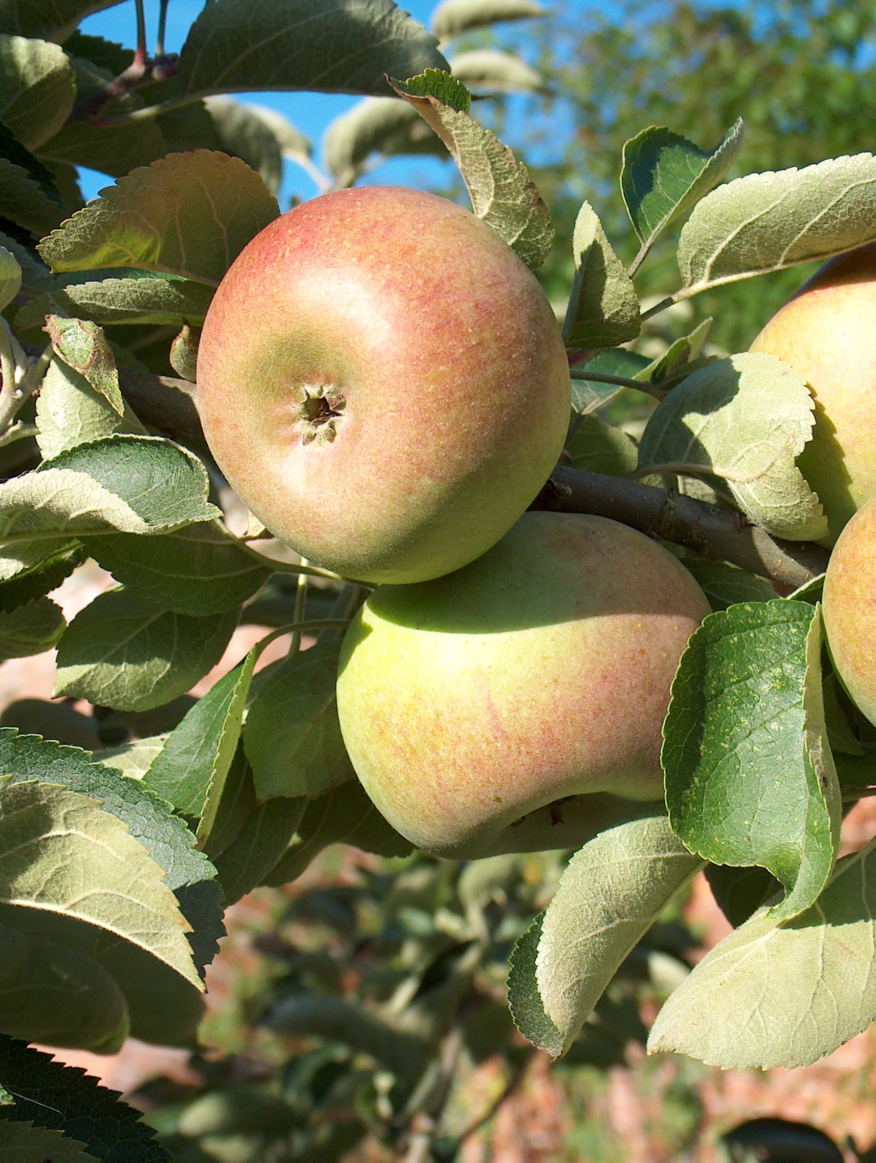 Apple Court Pendu Plat