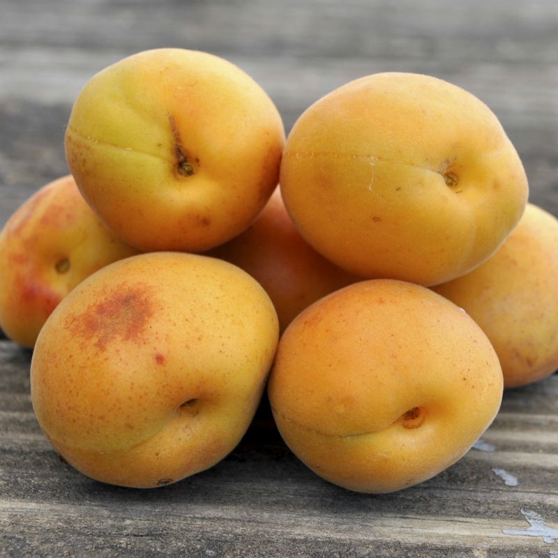 Apricot Stark Sweetheart
