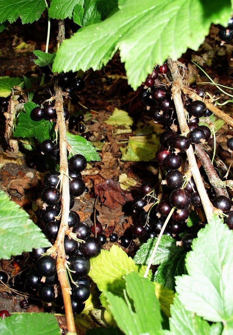 Black Currant Ben Connan