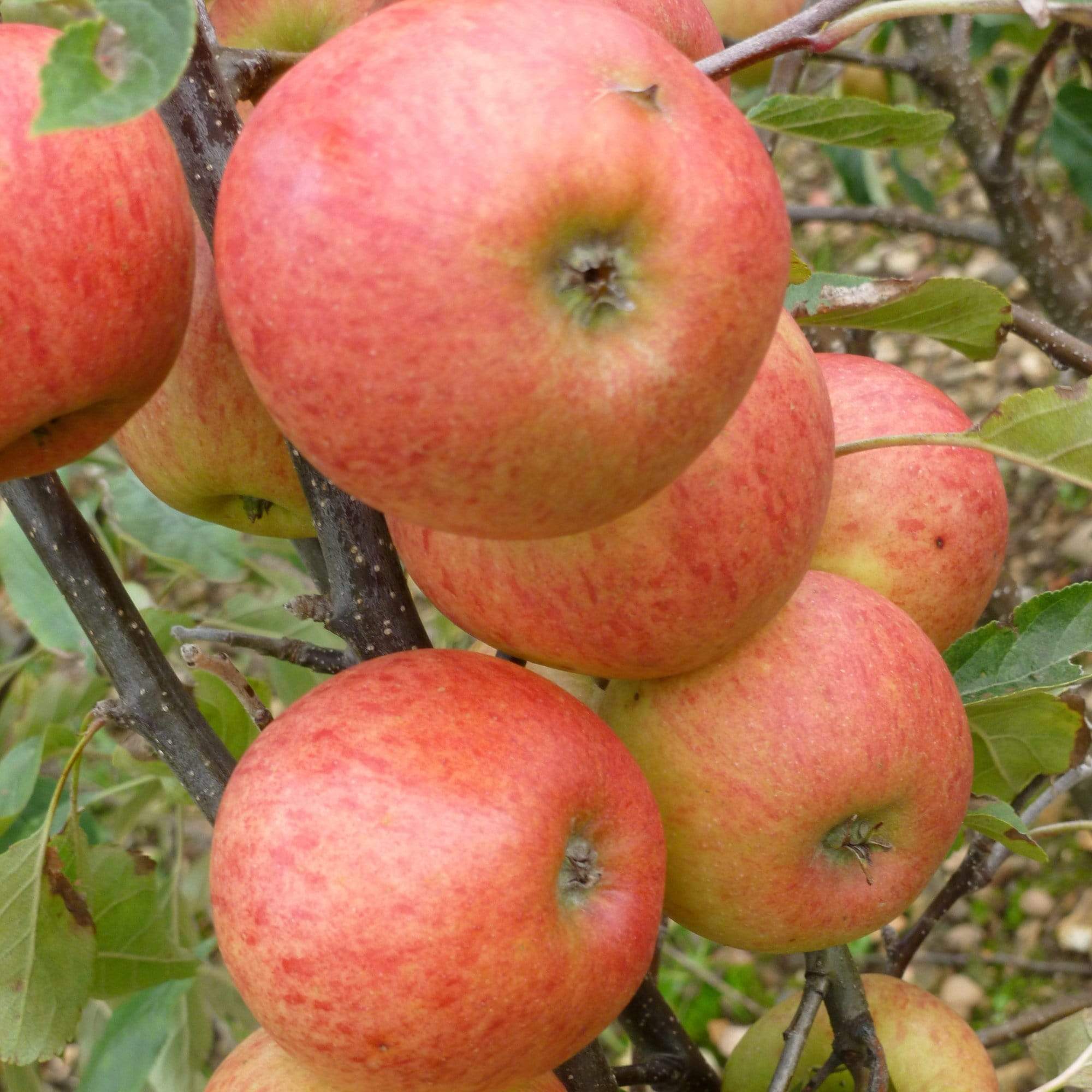 Apple Elstar