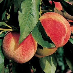 Peach Q-1-8