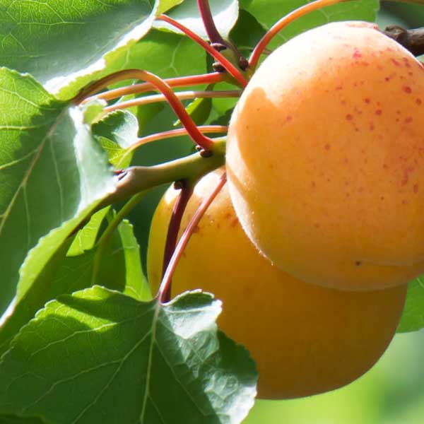 Apricot Autumn Glo