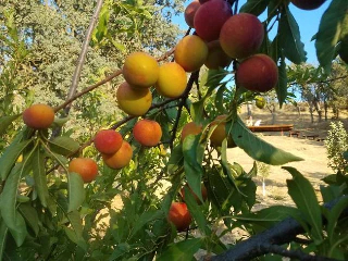 Pluot, Plumcot Flavor Grenade