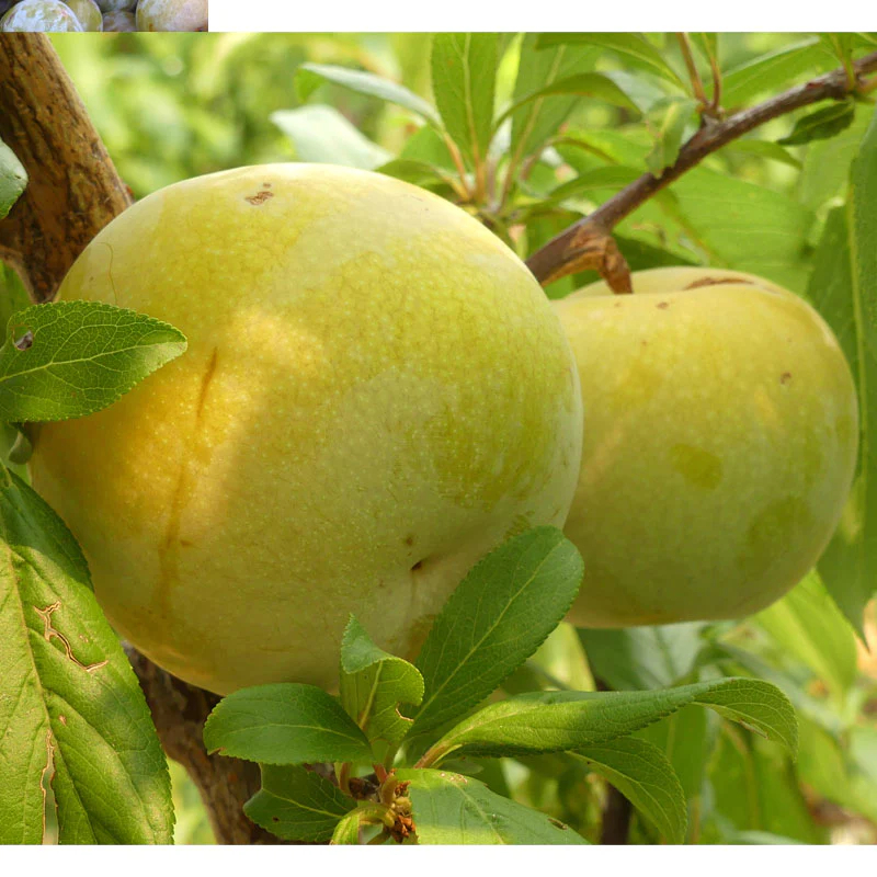 Pluot, Plumcot Flavor Queen