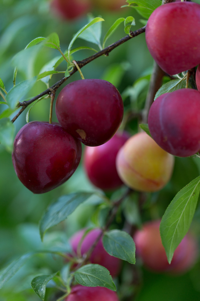 Japanese Plum Beauty