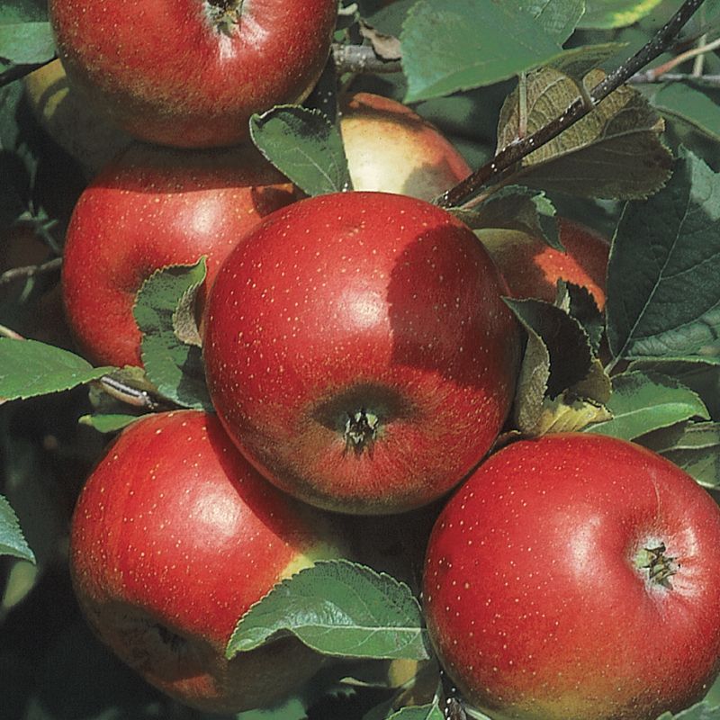 Apple Freedom