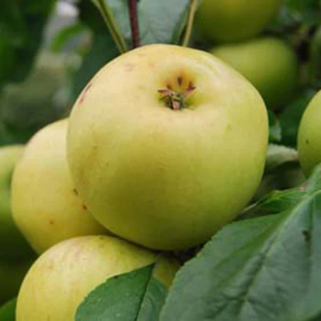 Apple Freyburg