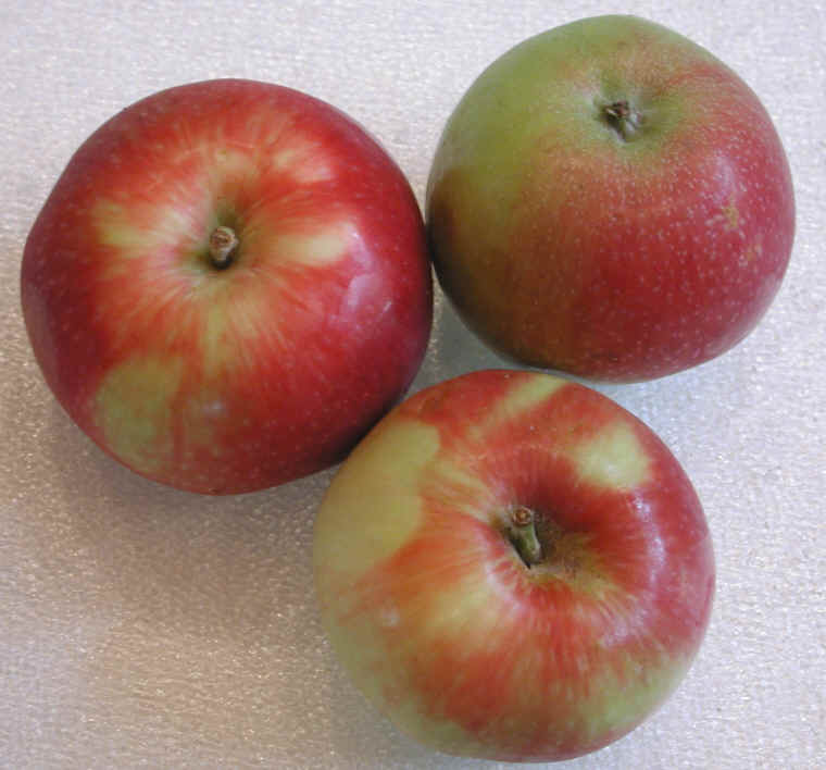 Apple Geneva