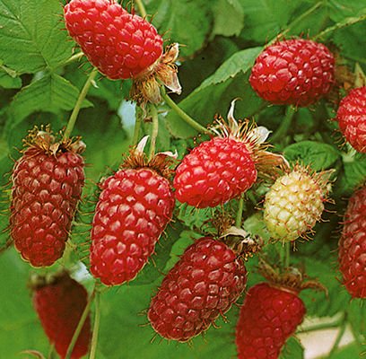 Raspberry, Red Raspberry, European Raspberry Royalty