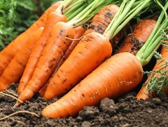 Carrot 'Olympus'