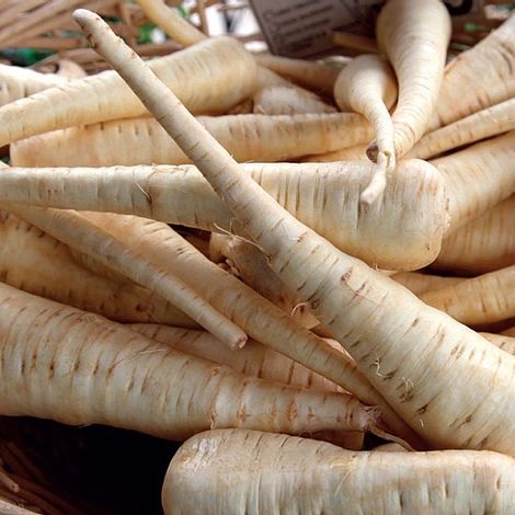 Parsnip Albion