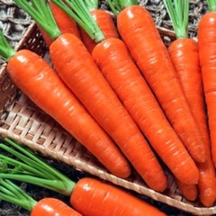 Carrot 'Scarlet Wonder'
