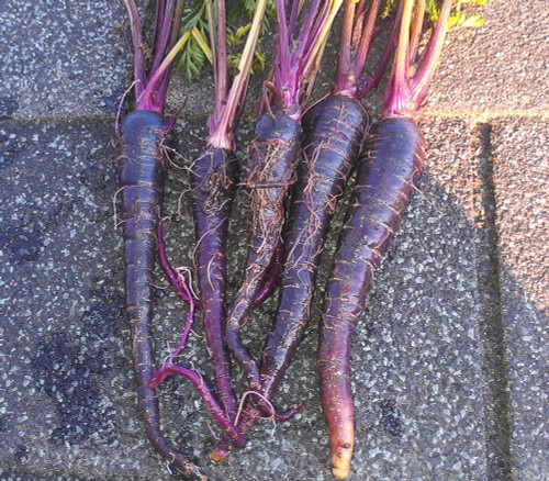 Carrot Sunrise Red