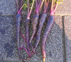 Carrot 'Sunrise Red'