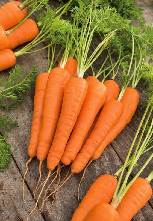 Carrot Coral II