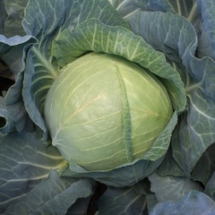 Cabbage 'Greenboy'
