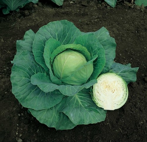 Cabbage Scorpio