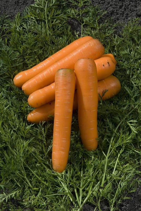 Carrot Concerto