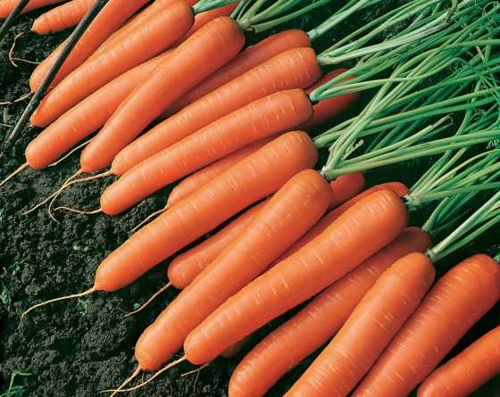 Carrot Nanco