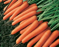 Carrot 'Nanco'