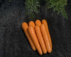 Carrot 'Tino'