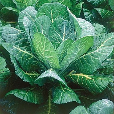 Collard Morris Heading
