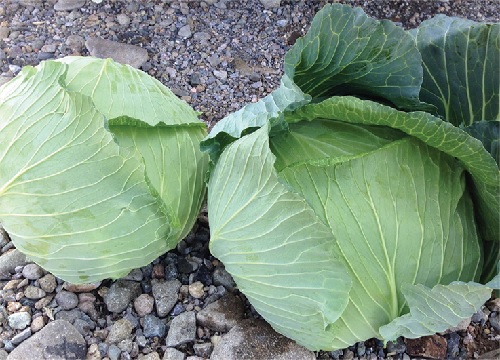 Cabbage Gunma
