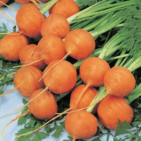 Carrot Atlas
