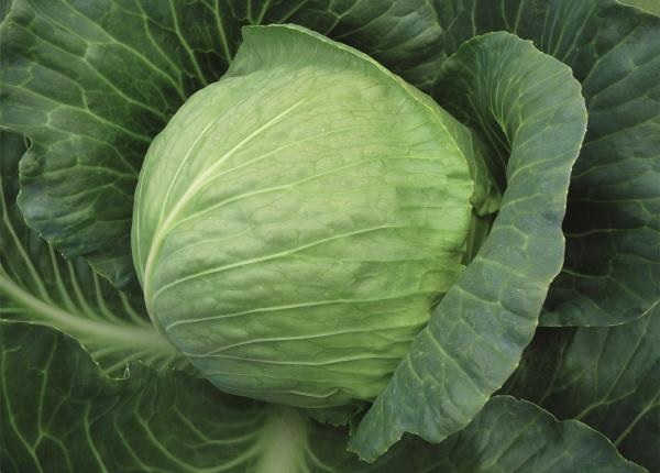 Cabbage Checkmate