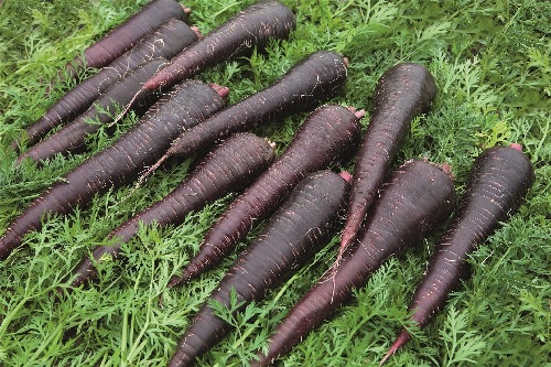 Carrot Deep Purple