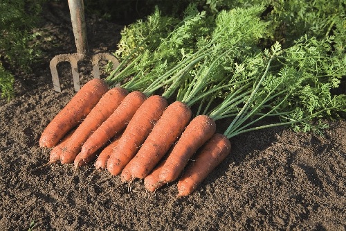 Carrot Bastia