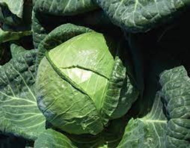 Cabbage Paradox