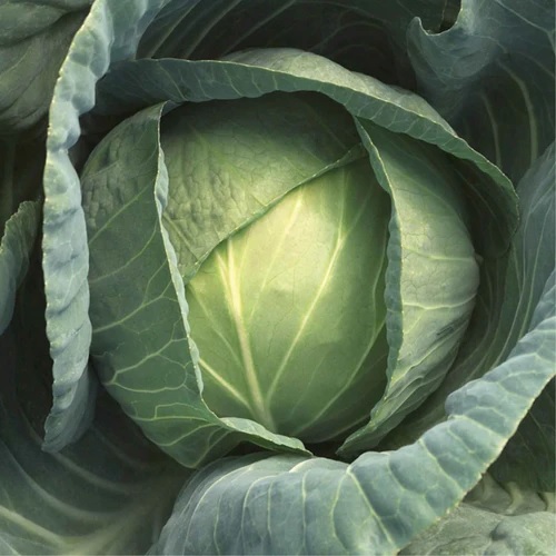 Cabbage Superstor 112