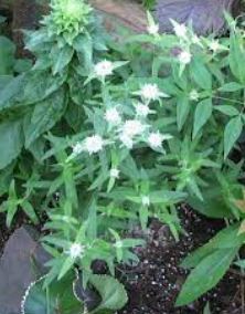 Pycnanthemum Species, Appalachian Mountain Mint, Slender Mountian Mint
