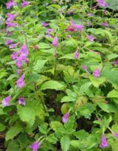 Clinopodium Species, Large-flowered Calamint