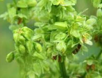 Rumex Species, Pale Dock, Smooth Dock