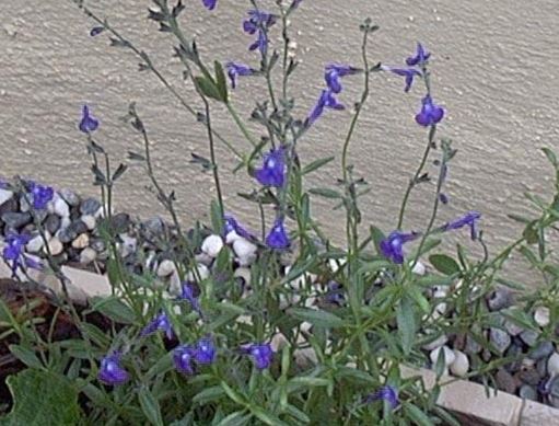 Salvia Species, Saltillo Sage, Coahuila Sage