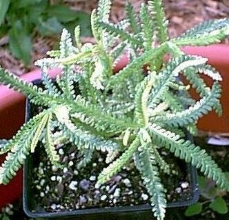 Lavandula, Variegated French Lavender Linda Ligon