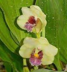 Species Orchid, Harrisons Bifrenaria